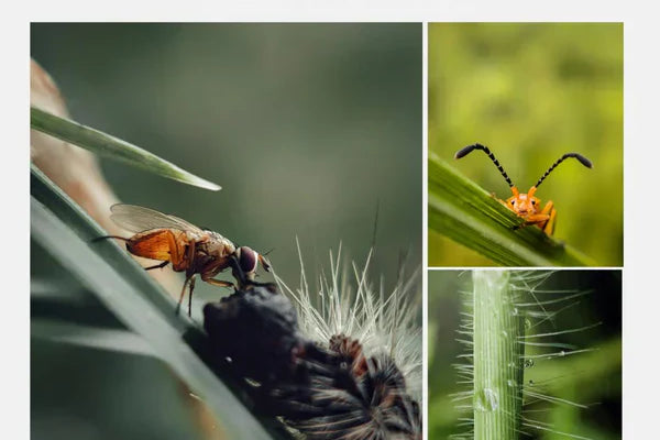 Hidden Tricks of External Smartphone Lenses: Macro Lenses for Skin Microbiome Photography and Wide-Angle Lenses for Cat Eye Surveillance